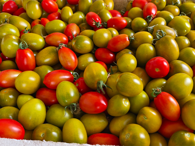 有機(jī)西紅柿