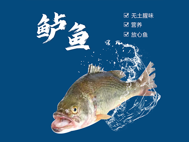 鱸魚