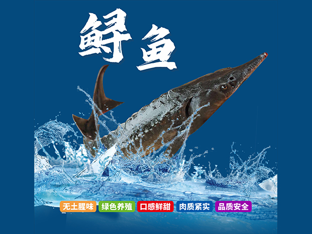 鱘魚
